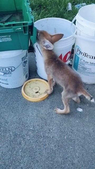She's doing much better! #babycoyote #coyote #lilly #animalrescue #cute #puppy #forestpuppy смотреть онлайн