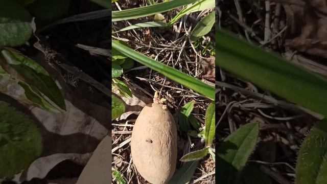 Сажаем картофель 🥔 Не копая землю. Эксперимент!!! смотреть онлайн