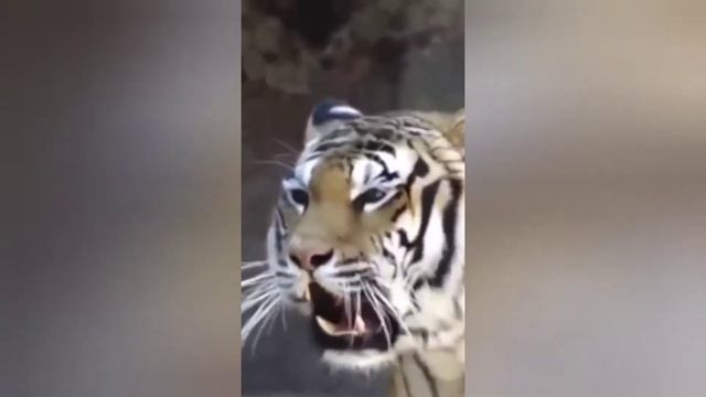 Год Тигра, Тигр 🐯 к нам идёт 🐅, С Новым Годом всю страну! 🐯. С Новым 2022 Годом! смотреть онлайн