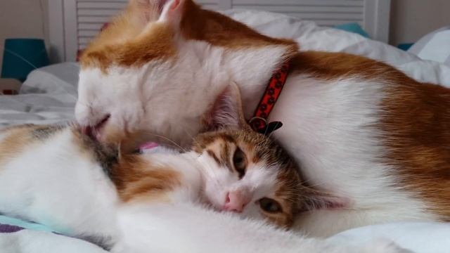 Mon Macaron, qu'est ce qu'il l'aime sa petite soeur Fidji ❤ смотреть онлайн