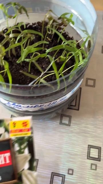 Ипомея квамоклит, всходы. смотреть онлайн