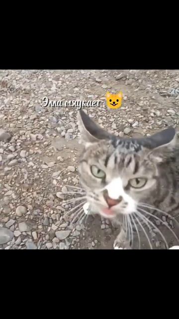 Любите ли своих котиков?#catshorts #shorts смотреть онлайн