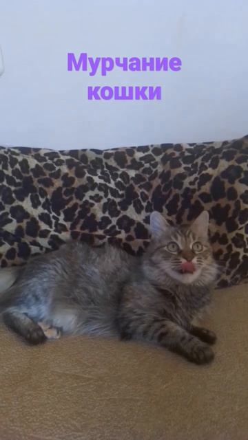 Мурчание кошки. Лечебные звуки. #shorts