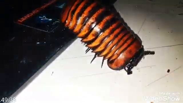 Giant Pill Millipede species Sphaerotheriida смотреть онлайн