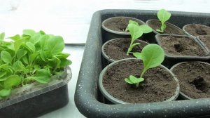 Уход за рассадой табака: пикировка