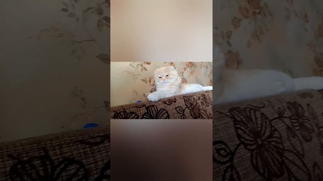 Мартюша. :3 1. смотреть онлайн