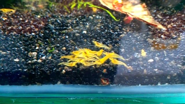 Neocaridina Heteropoda Yellow. Gambamania.com смотреть онлайн