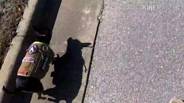 SERVICE DOG OFF-LEASH WALK!|| STALKED BY A CAR??? смотреть онлайн