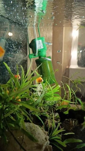 06.05.24 #аквариум #тернеция #барбусы #неон #малинезия #рыбки #сомики #водоросли #вода #декорация