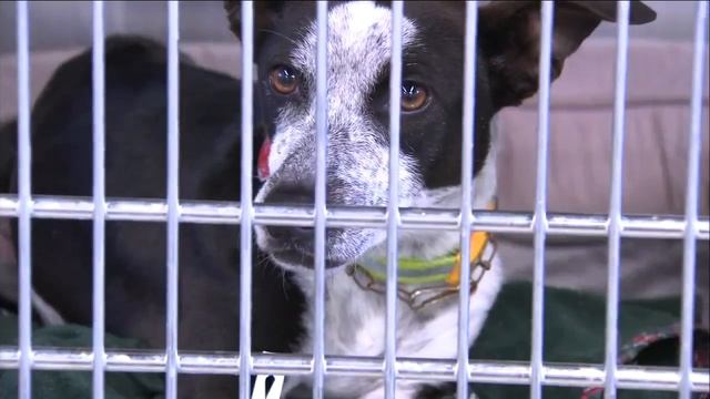 Dog found with scalding burns at Chino Hills apartment; owner's boyfriend arrested смотреть онлайн