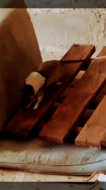 Unbelievable: Avoid Harming These Rats смотреть онлайн