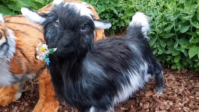 Tiger Amur And Goat Timur- Realistic Toys (made To Order)