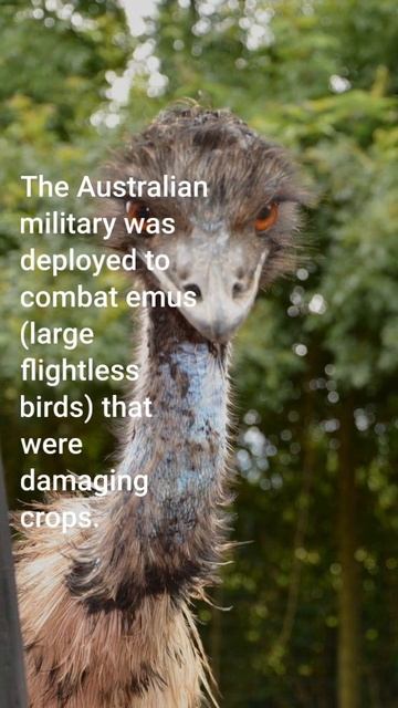 Did We Lose A War With Emus?!! #youtubeshorts #shorts #thegreatemuwar
