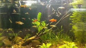 Мой аквариум - аквариумные рыбки - обзор моего аквариума.