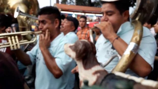 PERRITO BAILANDO SALSA | Perrito bailando en una feria | Dog Dancing haircut meme | Dog at the FAIR смотреть онлайн