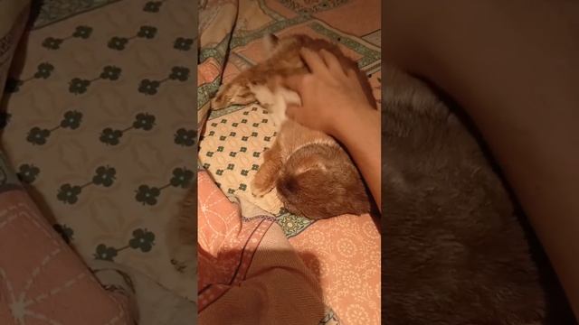 После болезни обязательно требуется дополнительная порция ласки смотреть онлайн
