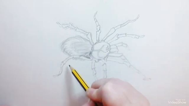 How To Draw A Tarantula - Como Dibujar Una Tarántula
