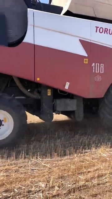 Убираем лён масличный #shorts смотреть онлайн