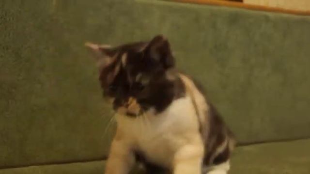 Виспа Фелангри смотреть онлайн