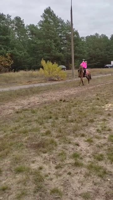 🤩#галоп #лошади #тренировка #подпишись #horse смотреть онлайн