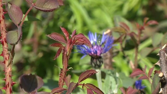 Здравствуй, дерево! # 4 смотреть онлайн