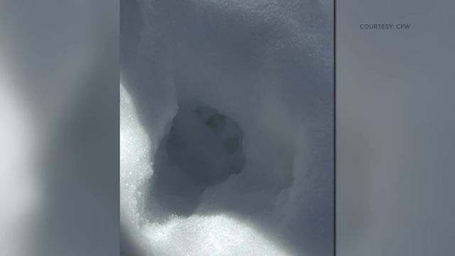 Colorado Parks and Wildlife euthanizes mountain lion смотреть онлайн