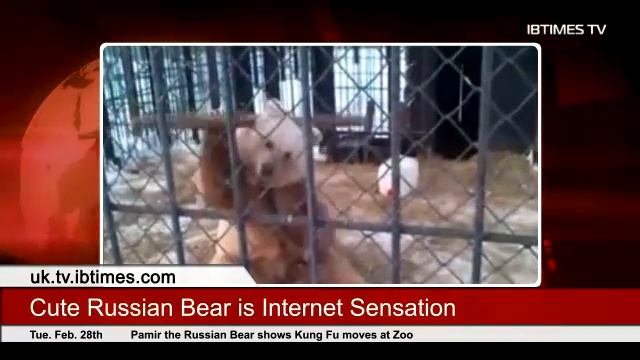 Cute Russian Bear Is Internet Sensation (Real-life Kung-Fu Bear)