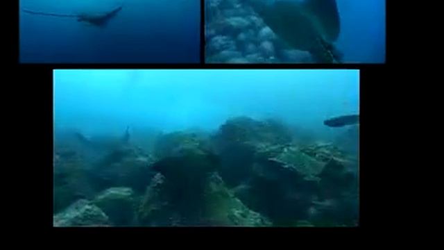 Galapagos 2005 смотреть онлайн