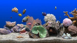 Аквариум с экзотическими рыбками