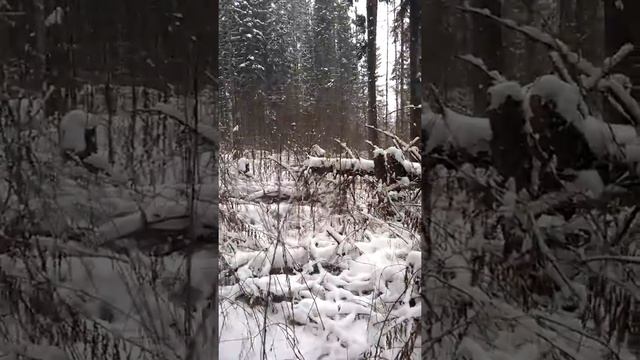 Прогулка в лесу смотреть онлайн