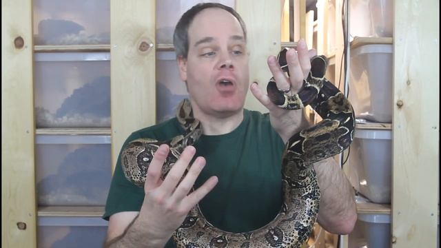 True Red Tail Boas смотреть онлайн