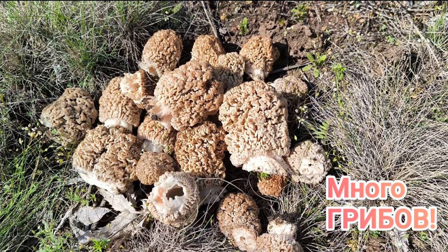 СТОЛЬКО ГРИБОВ Я ЕЩЕ НЕ ВИДЕЛ! ГРИБАЛКА 2025. Сморчки весной. Самые вкусные грибы! смотреть онлайн