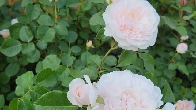 Emily Bronte - David Austin Rose June 6, 2023
