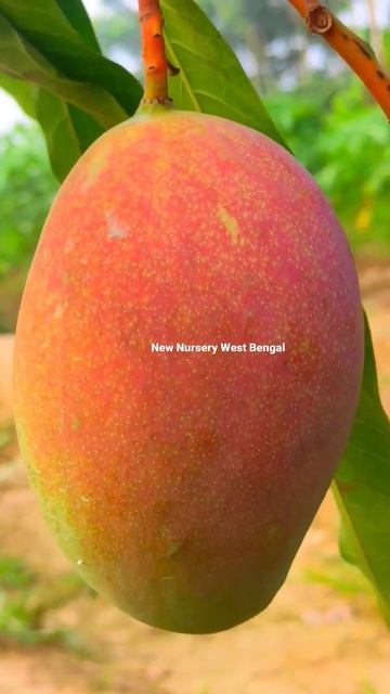 World Most Expensive Mango
