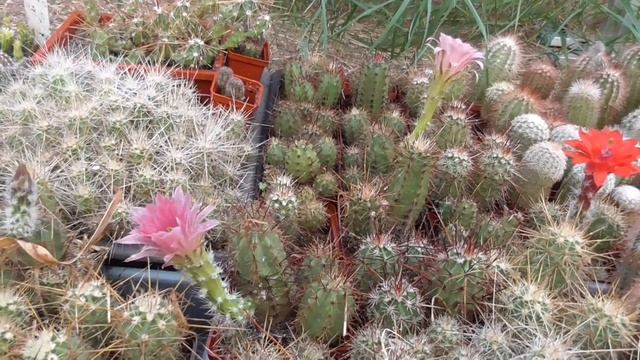 cactus 003 смотреть онлайн