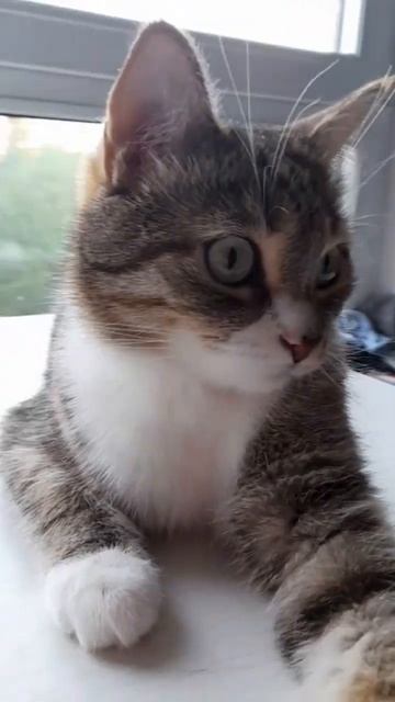 Кошка "Буська" прохлаждается у окна.🐱 #кошки #котики #котейки смотреть онлайн