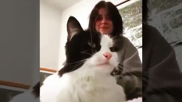 Самые смешные кошки 😹 - Не пытайтесь сдержать свой смех 😂 - Забавная кошачья жизнь смотреть онлайн