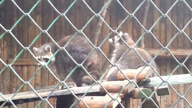 Еноти катерачи смотреть онлайн