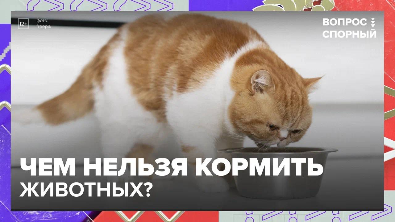 Чем нельзя кормить домашних животных|Миллион вопросов — Москва 24|Контент