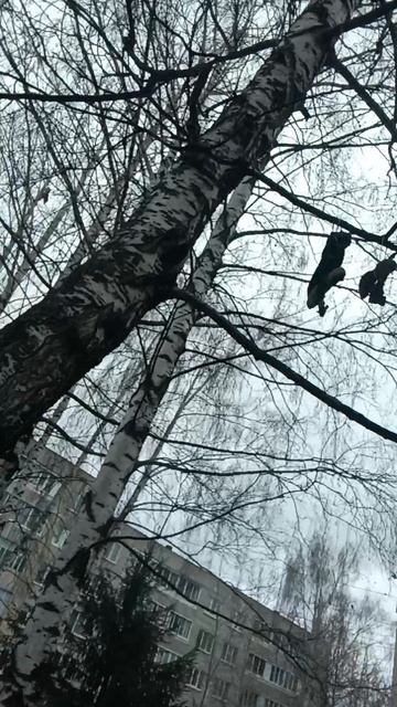 Мы нашли детские туфли на дереве смотреть онлайн