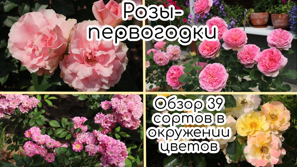 Сильные розы - первогодки. Обзор 39 сортов в окружении цветов смотреть онлайн