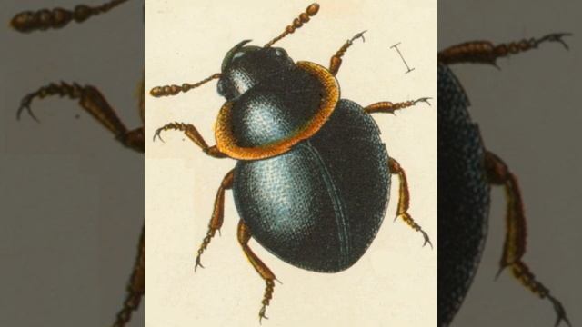 Agathidium | Wikipedia Audio Article