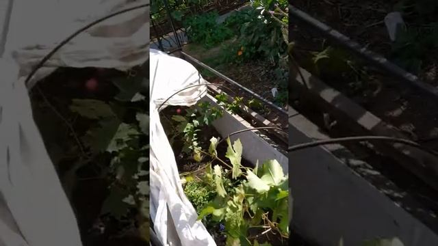 Молодые посадки винограда, подготовка к зимовке. смотреть онлайн