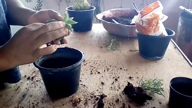 Haworthia cymbiformis e Rhpisalis erecta fiz replantes . смотреть онлайн