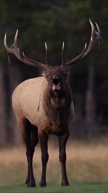 Very Loud Elk Bugle Up Close - Amazing Sound смотреть онлайн