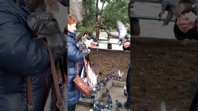 ялтинские голуби 10 02 2019 смотреть онлайн