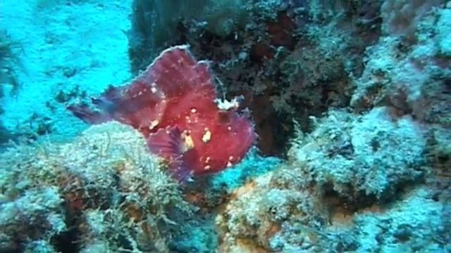 Diving Mauritius with Ocean Spirit смотреть онлайн