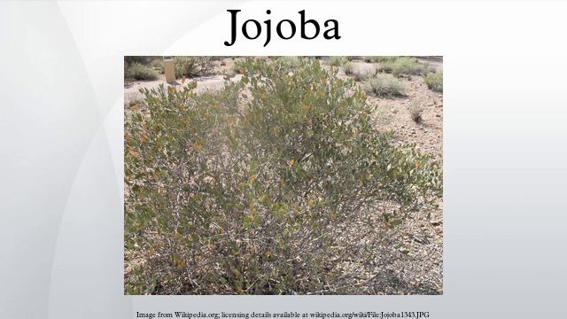 Jojoba смотреть онлайн