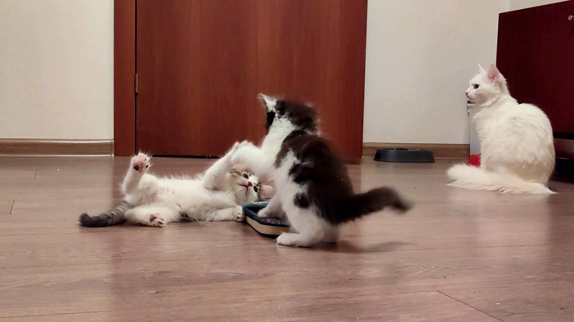 Мама-кошка наблюдает за забавной игрой своих котят. Милая кошачья семья. Мини-котята. смотреть онлайн