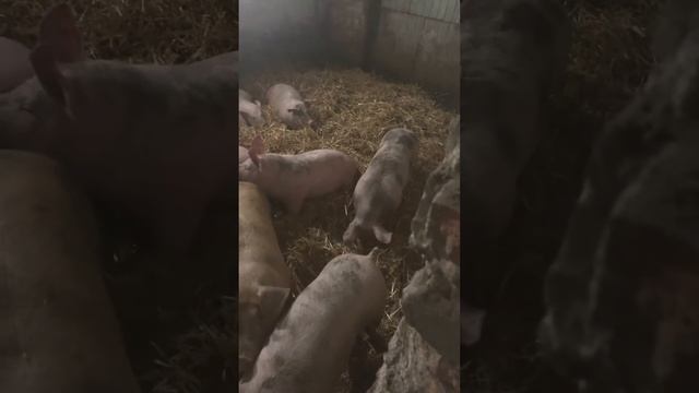 Невірю сам собі ))Результат говорить сам за себе 3- місяці 80-90 кг 🔥🔥🔥 смотреть онлайн